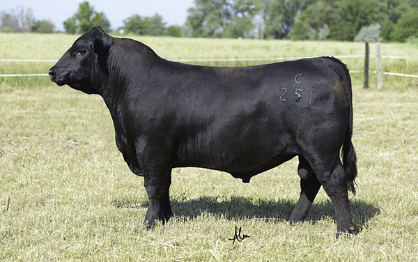 Angus Semen For Sale: SB10-1679