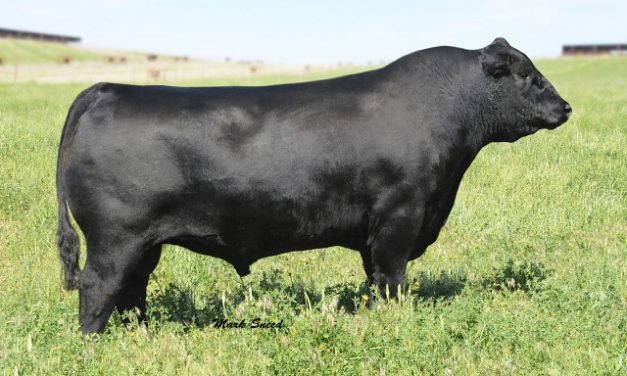 Angus Semen For Sale: SB10-1644