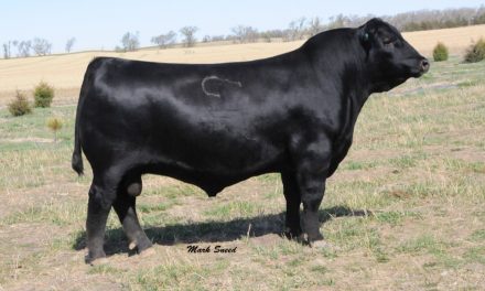 Angus Semen For Sale: SB10-1703