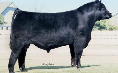 Angus Semen For Sale:  SB10-3938