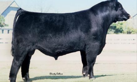 Angus Semen For Sale: SB10-1801