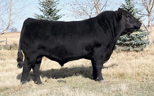 Angus Semen For Sale: SB10-1519