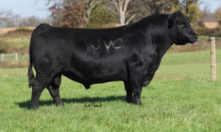 Angus Semen For Sale:  SB10-4470