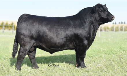 Angus Semen Wanted:  SB10-3449