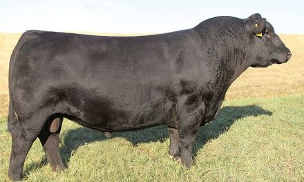 Angus Semen For Sale:  SB10-2163