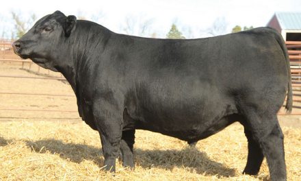 Angus Semen For Sale:  SB10-1954