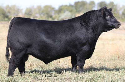 Angus Semen For Sale: SB10-1659