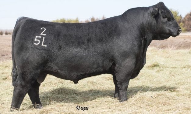 Angus Semen For Sale:  SB10-1980