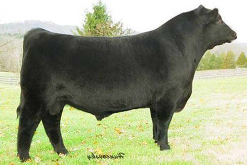 Angus Semen For Sale:  SB10-2085