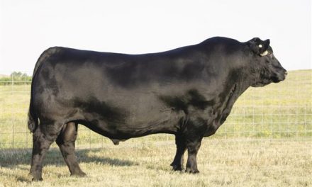 Angus Semen For Sale:  SB10-3219