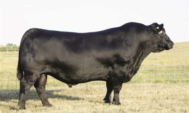 Angus Semen For Sale:  SB10-2137