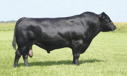 Angus Semen For Sale: SB10-1797