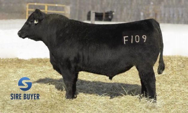 Angus Semen For Sale: SB10-1184