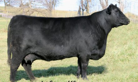 Angus Embryos For Sale: SB10-1507