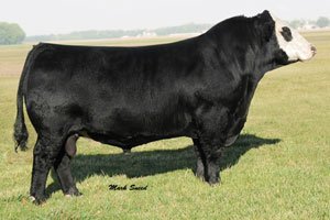 Simmental Semen For Sale: SB10-2357