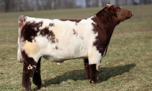 Shorthorn Semen For Sale: SB10-1599