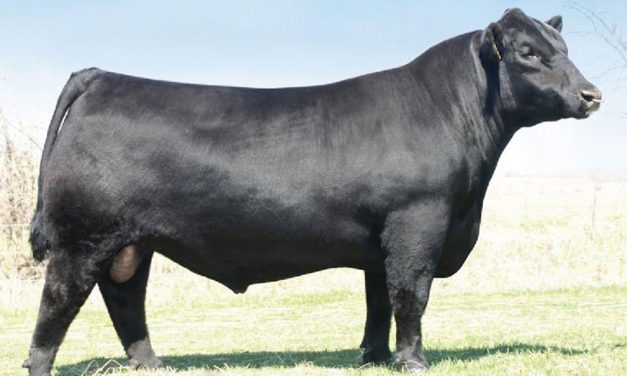 Angus Semen For Sale:  SB10-3460