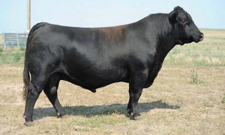 Angus Semen For Sale:  SB10-1202