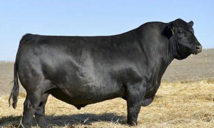 Angus Semen For Sale:  SB10-4261