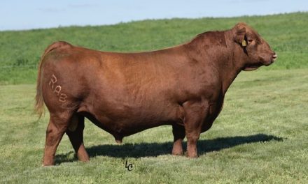 Red Angus Semen For Sale:  SB10-2379
