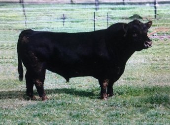 Aberdeen Semen For Sale: Package JF10-403