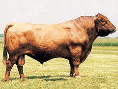 Red Angus Semen For Sale:  SB10-4392