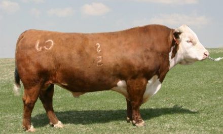 Hereford Semen For Sale:  SB10-4122