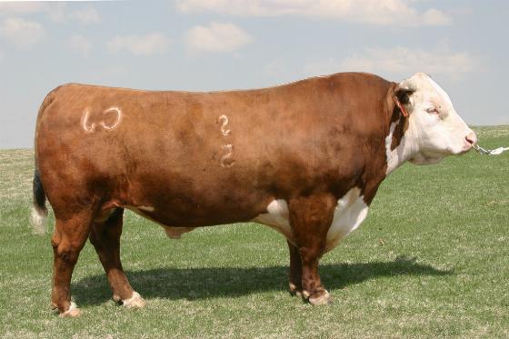 Hereford Semen For Sale:  SB10-4122