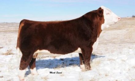 Hereford Semen For Sale: SB10-1668