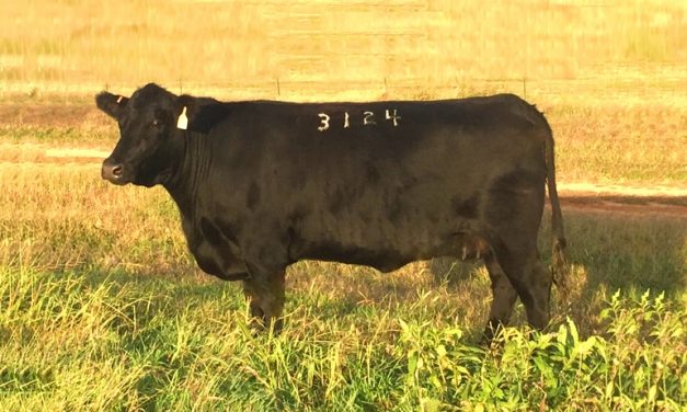 Angus Embryos For Sale:  SB10-1368