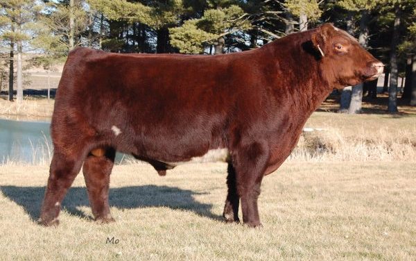 Shorthorn Semen For Sale: Package RR10-506