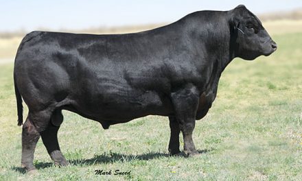 Simmental Semen For Sale: SB10-1134