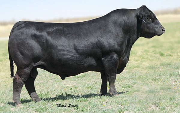 Simmental Semen For Sale: SB10-1134