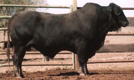 Brangus Semen For Sale: Package BBUR10-89