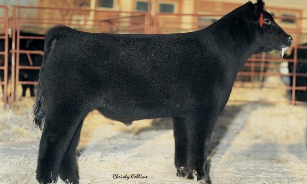 Club Calf Embryos For Sale:  SB10-2392