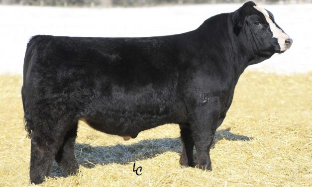 Simmental Semen For Sale: SB10-1642