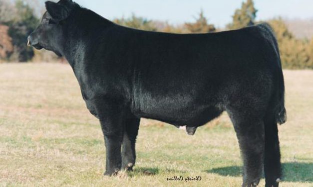 Simmental Semen For Sale:  SB10-2950