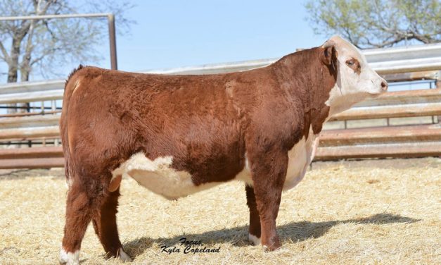 Hereford Semen For Sale: SB10-1542