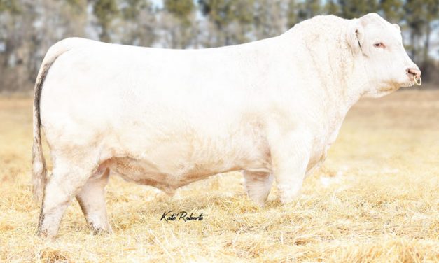Charolais Semen For Sale:  SB10-4416
