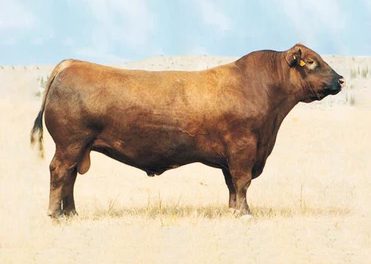 Red Angus Semen For Sale: SB10-1551