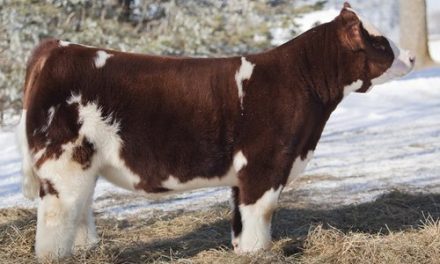 Club Calf Semen For Sale:  SB10-3563