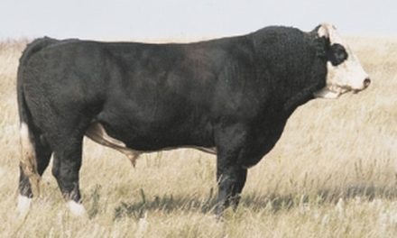 Simmental Semen For Sale:  SB10-2857