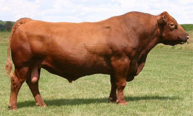 Red Angus Semen For Sale: SB10-1677