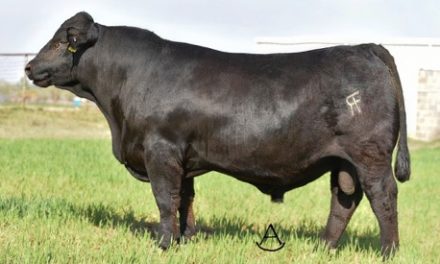 Gelbvieh Semen For Sale: BB10-102