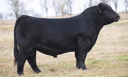 Simmental Semen For Sale: SB10-1639
