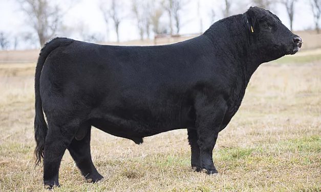 Simmental Semen For Sale: SB10-1639