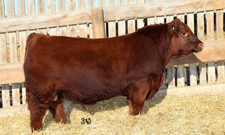 Red Angus Semen For Sale: SB10-1433