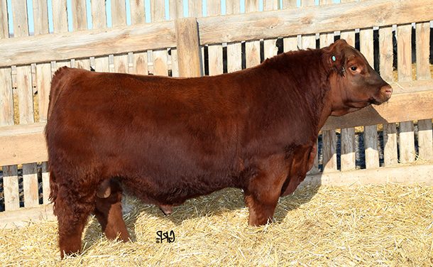 Red Angus Semen For Sale: SB10-1433