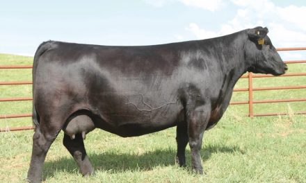 Angus Embryos For Sale:  SB10-2238