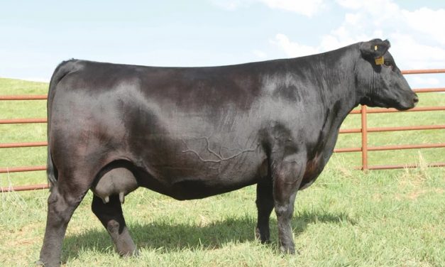 Angus Embryos For Sale:  SB10-2238